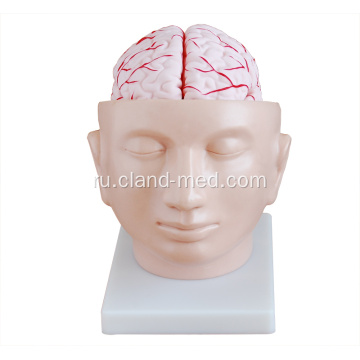 Модель головного мозга с Артериями на голове